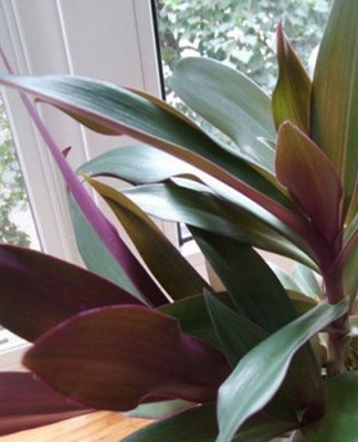 Tradescantia Lodges has good decorative qualities due to its long leaves.