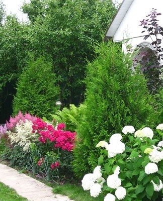 Dwarf varieties and tall plants are suitable for creating landscape compositions.