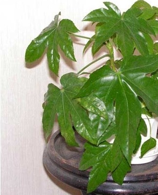 The plant is distinguished by large leaves, they need systematic moisture.