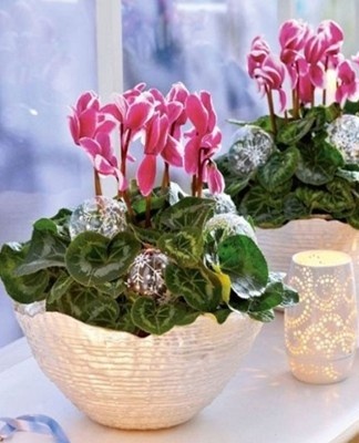 During the period of bud formation and active flowering, the plant receives maximum attention.