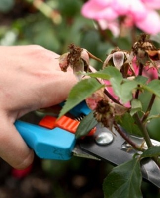 Proper pruning is essential for the productive growth of the cluster rose.