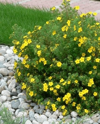 It is a shrubby plant that has erect shoots.