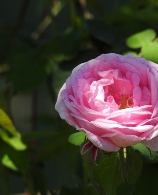 When top dressing, it is better to use complex fertilizers, which contain components such as phosphorus, magnesium and potassium.