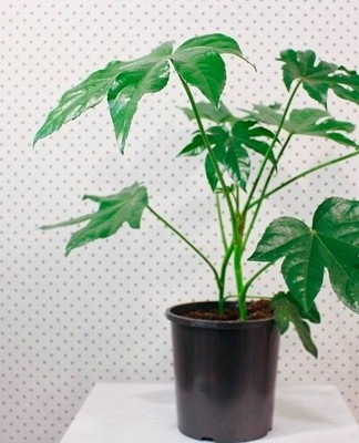 For transplanting a young fatsia, the pot is selected 5 cm in diameter larger than the previous one.