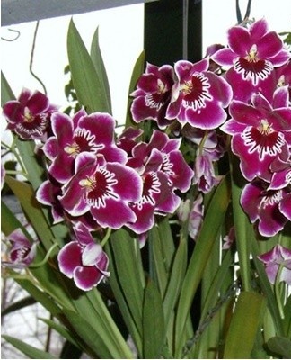  A brown or dark red crown has wavy edges.