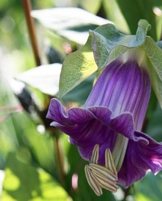 Rules for growing climbing kobei from seeds, especially planting and care