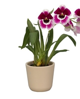 Growing Miltonia orchids indoors requires compliance with certain rules.