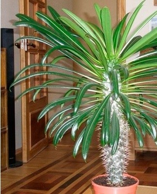 Long stems with large yellow flowers rise from the central part of the rosettes.