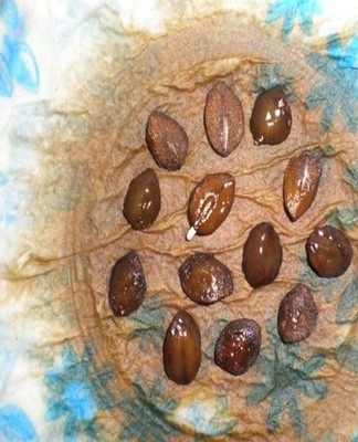 Kobei has flat and round seeds.