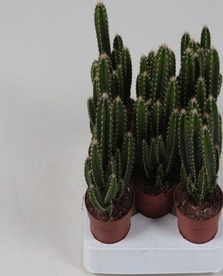 It is the oldest plant that is popular among flower growers.