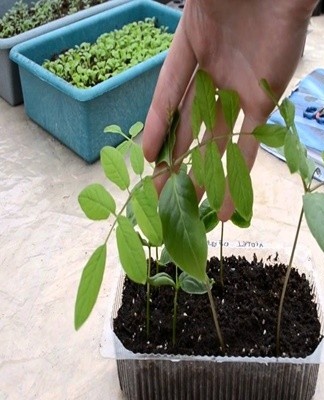 To move the kobei in the ground, first of all, it is recommended to choose the right place.