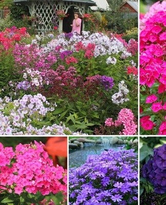 Flowerbed with phlox