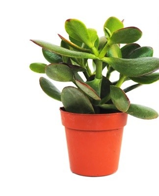 It is a money tree that many grow because it brings good luck.