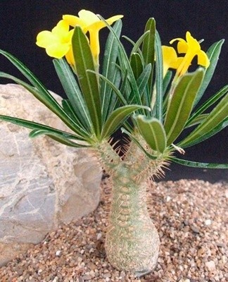 After 5-6 years, the procedure is performed for the first time, repeated after 3-4 years.