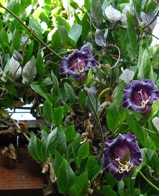 It is recommended to systematically weed the bed with kobei.