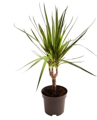 Fans of exotic plants can plant a dracaena in the apartment.