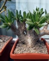 Rules for growing and caring for pachypodium at home