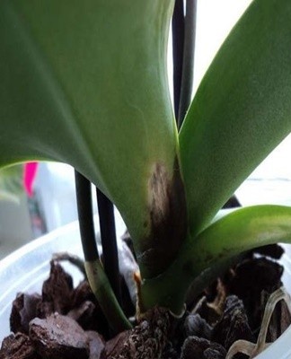 Foliage may darken if the plant does not receive enough sunlight.