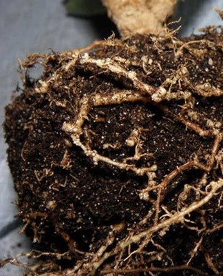 Its presence can only be reliably determined during transplantation.