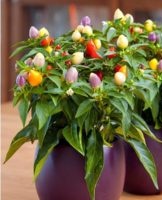 What flowers are suitable for the interior of the kitchen, selection criteria and maintenance requirements