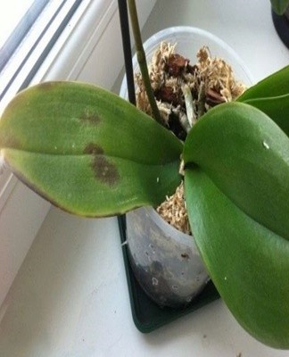 Remove infected tissue, sprinkle the sections with an antifungal agent and spray the flower with fungicides.