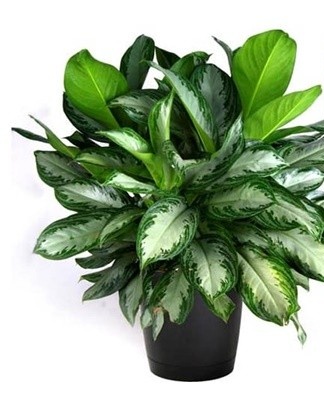 Such a plant is suitable for dark rooms that are poorly lit by sunlight.