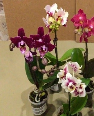 Orchids excite the nervous system.