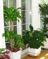 Descriptions and characteristics of the most favorable indoor flowers for the bedroom