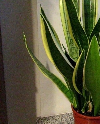 A useful plant for cleanliness and freshness of the air in the room.