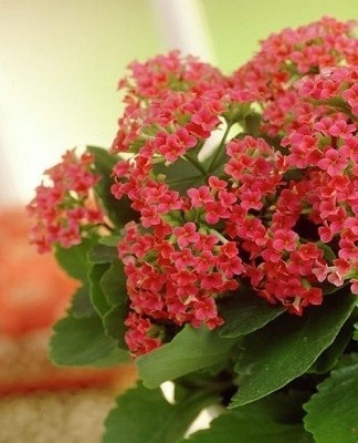 The plant actively produces oxygen at night.