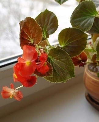 The aroma of the plant relieves stress, fatigue and depression.