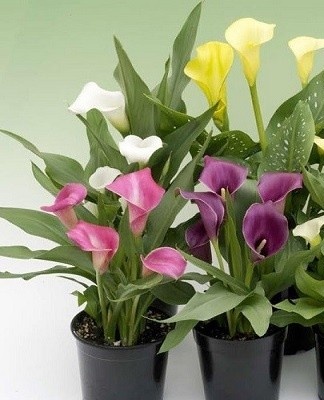 Flowers preserve harmony in family life.