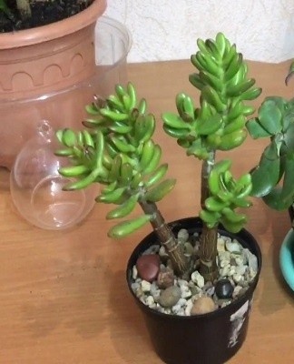 A green tree is responsible for financial well-being.