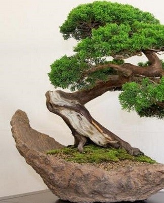Miniature trees look beautiful in an oriental-style room.