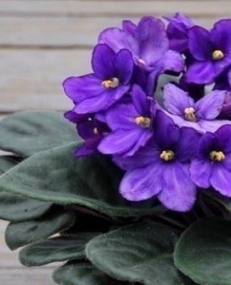 The mystical color correlates with the spiritual side of human life, religion, creativity.