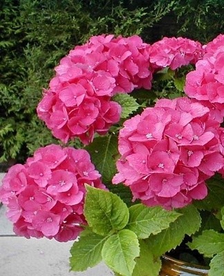 Caring for hydrangea at home is quite difficult.