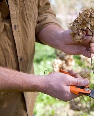 If a slow-growing variety is chosen, pruning is rarely done.