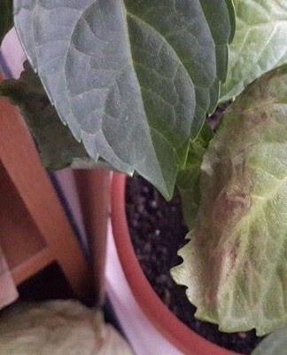 Withered foliage can be the result of lack of moisture, dry air.