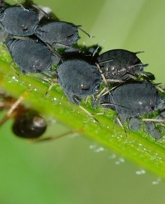 Like a tick, it appears when the air is excessively dry.