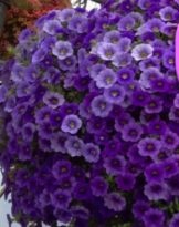 What are the best hanging flowers to choose for pots, how to plant and care