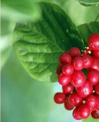 For the southern regions, drought-resistant specimens are acquired, which are not afraid of the scorching rays of the summer sun.