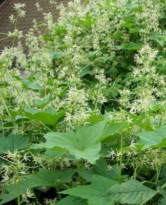 Its names are commonly referred to as ivy and crazy cucumber.