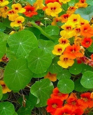  Watering should be regular, but not very abundant.