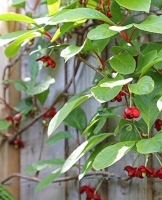 It is advisable to regularly remove weeds, loosen the soil and make a layer of mulch.