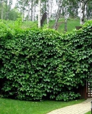 There are quite a few representatives in each category, so there are no problems with the choice.