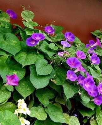 Such plants do not need to be planted every year, which simplifies the process of creating an original hedge in the country.