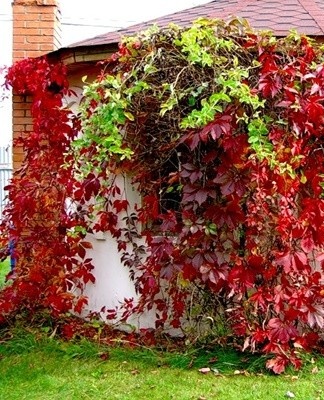 The neck of a girl's grape should be low to the ground.