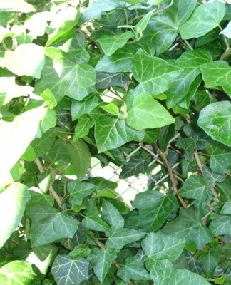 The soil should contain humus and lime, ivy has no other soil requirements.