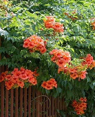 After 6 years, it is necessary to carry out anti-aging pruning.