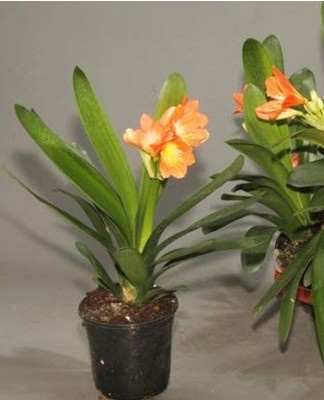 This kaffir lily takes its name from the surname of Major Robert Garden.